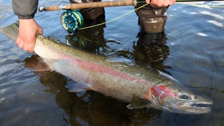 Steelhead numbers on the rise