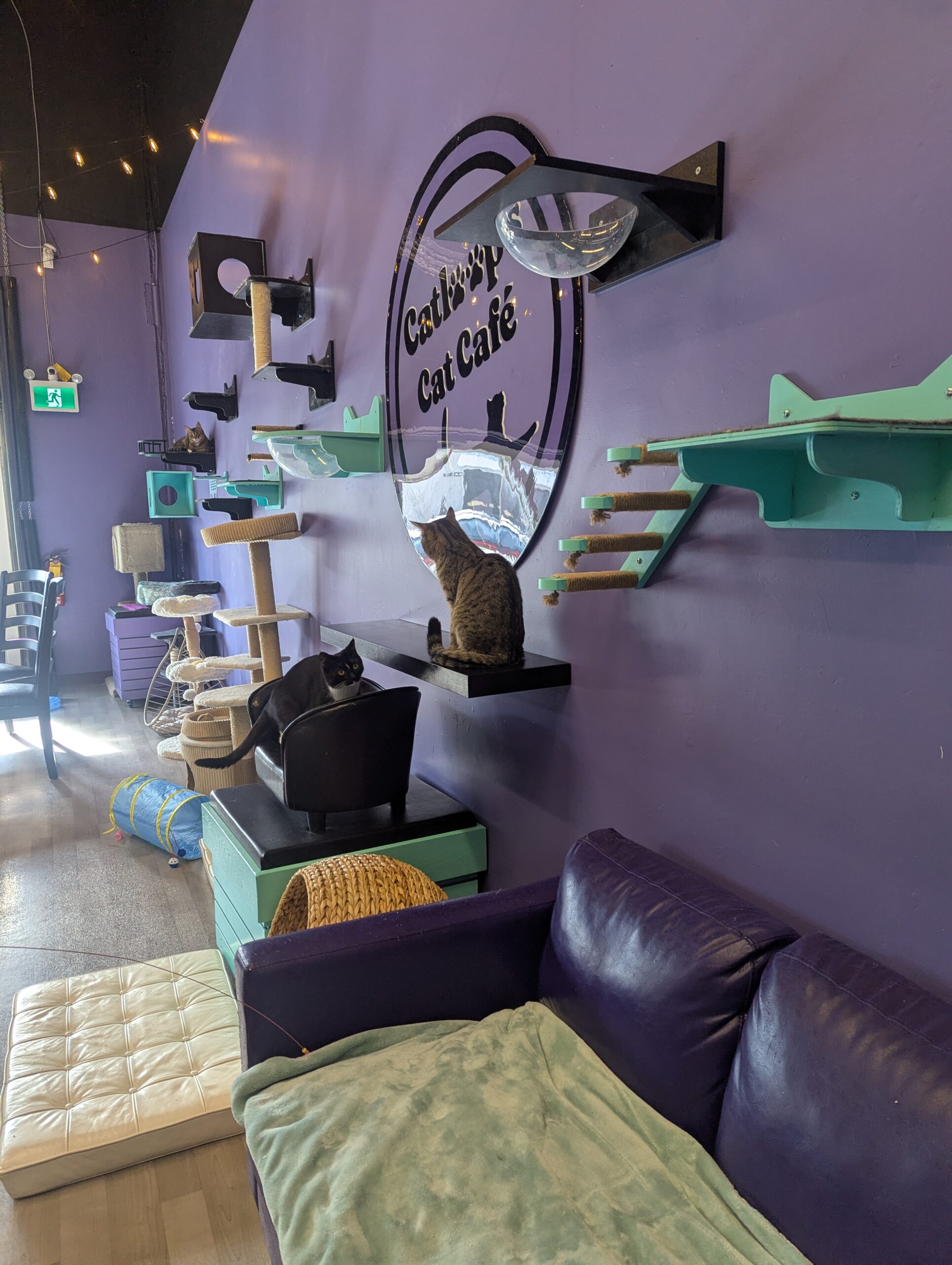 Sit back and relax…and adopt