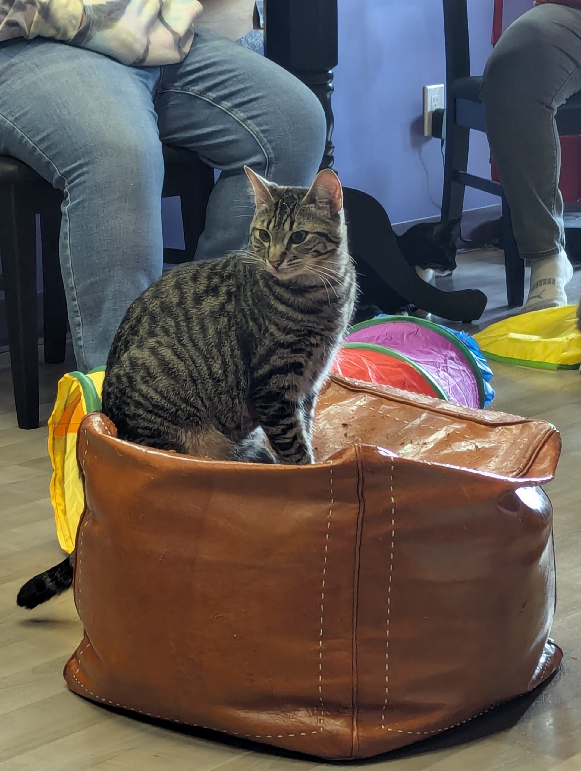 Cat café opens doors and hearts in Kamloops