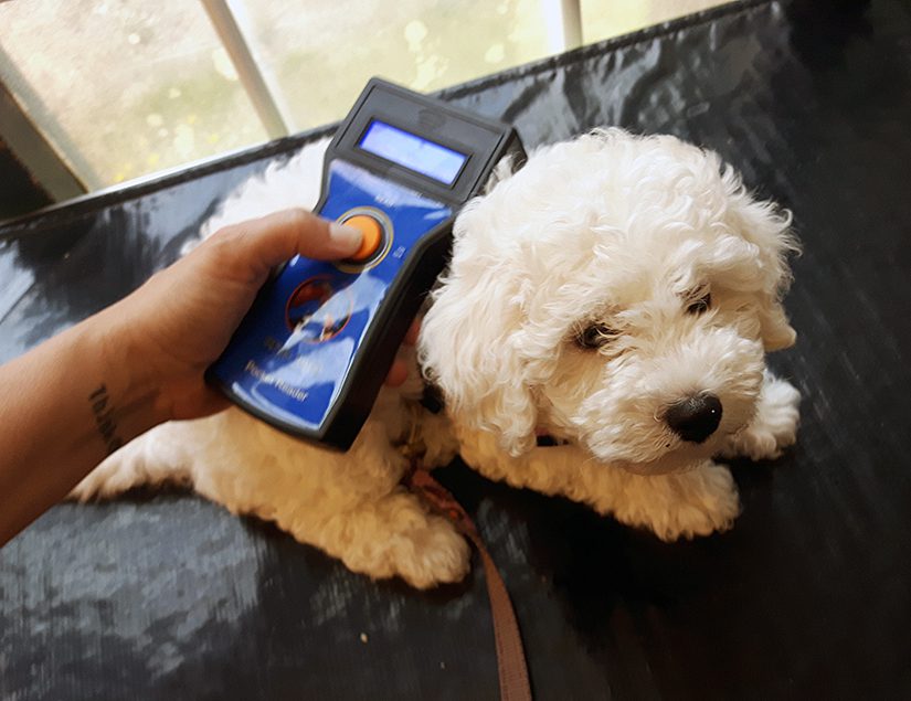 PUPPY PROTECTION